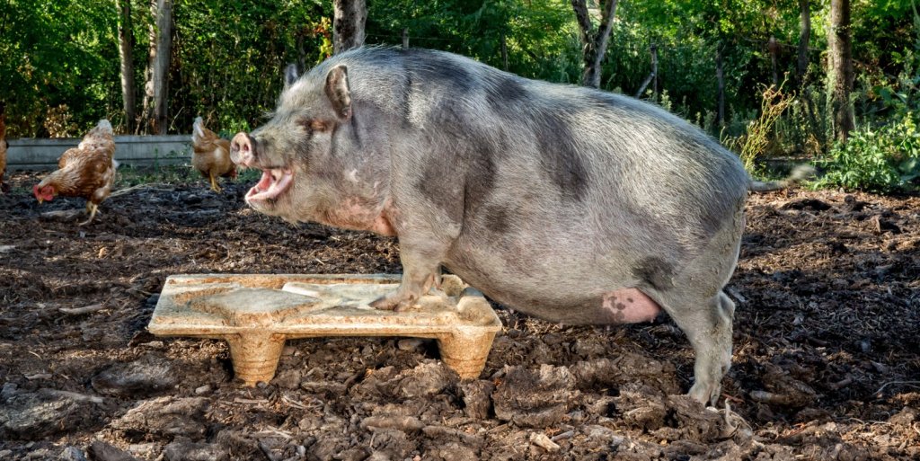 Inka pallet resistente